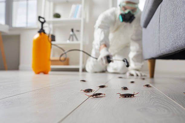 Commercial Rodent Management in Rolling Hills Estates